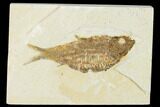 Detailed Fossil Fish (Knightia) - Wyoming #155474-1
